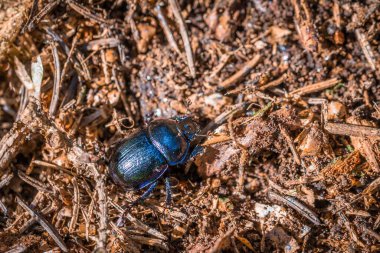 Blue purple shiny large ground beetle with long legs and antennae shimmers in summer sun runs over pine needles forest floor, Germany