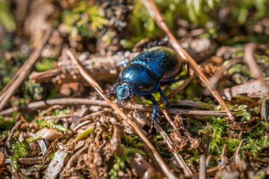 Blue purple shiny large ground beetle with long legs and antennae shimmers in summer sun runs over pine needles forest floor, Germany