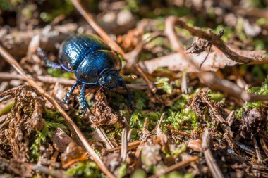 Blue purple shiny large ground beetle with long legs and antennae shimmers in summer sun runs over pine needles forest floor, Germany