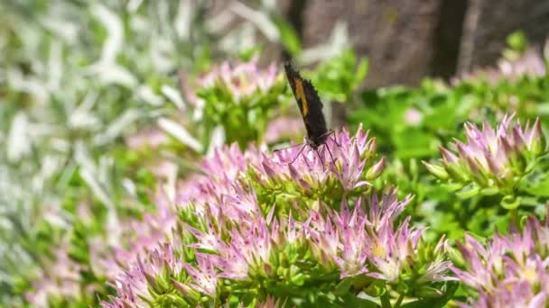 Images Macro Détail Gros Plan Papillon Suce Boissons Nectar Sur — Video