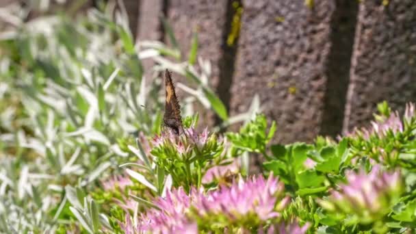 Nagranie Makro Szczegół Zbliżenie Motyl Wysysa Napoje Nektar Kwiatach Kwiaty — Wideo stockowe