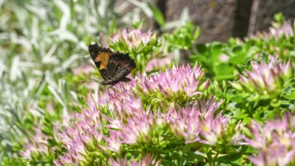 Verfilmung Makro Detail Nahaufnahme Eines Schmetterlings Saugt Nektar Auf Blüten — Stockvideo