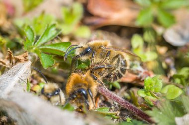 Toprak arıları üreme ve aşk oyunları sırasında Almanya 'da dişiler ve erkekler yerde.
