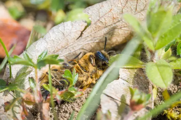 Earth bees females and males on the ground during reproduction and love play, Germany