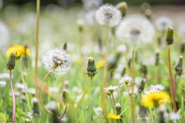 Almanya 'da bir çiçek çayırındaki karahindiba çiçeğinin yakın çekimi