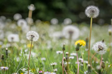 Almanya 'da bir çiçek çayırındaki karahindiba çiçeğinin yakın çekimi