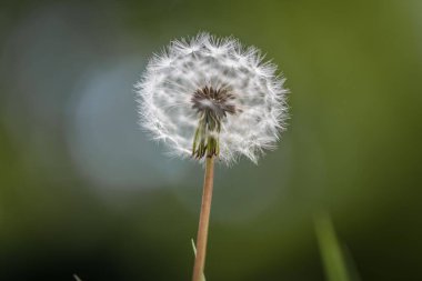 Almanya 'da bir çiçek çayırındaki karahindiba çiçeğinin yakın çekimi