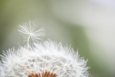 Almanya 'da bir çiçek çayırındaki karahindiba çiçeğinin yakın çekimi