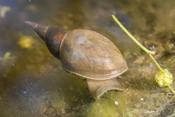 Close-up of a pointed mud snail in the water of a garden pond, Germany