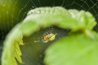 Almanya 'da, bahçesinde yeşil bir yaprağın altındaki ağda bir balkabağı örümceğinin yakın çekimi