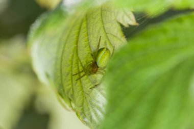 Almanya 'da, bahçesinde yeşil bir yaprağın altındaki ağda bir balkabağı örümceğinin yakın çekimi