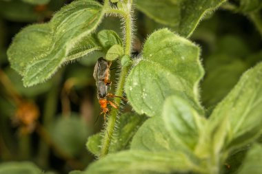 Yazın yeşil çimlerin üzerinde kırmızı ve siyah böcekler, Almanya