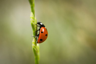 Yazın bir çiçek çayırında çimlerin üzerinde oturan uğur böceği, Almanya