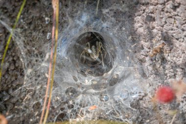 Açı örümceğin Almanya 'daki bir ev duvarındaki ağına yakın plan.