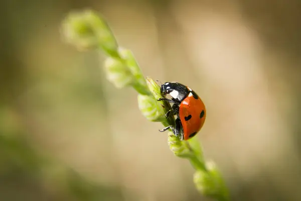 Ladybug Sitting Blade Grass Flower Meadow Summer Germany — Stock Photo, Image
