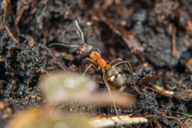 Zayıf kıllı dağ karıncalarının yakın planında Almanya 'da toprak ve küçük taşların üzerinde sürünüyorlar.
