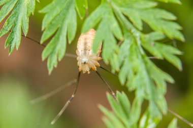Almanya 'da, bahçede yeşil bir yaprağın üzerinde dokumacı bir örümceğin yakın çekimi