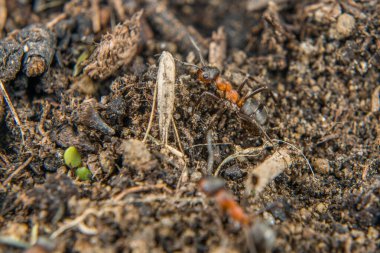 Zayıf kıllı dağ karıncalarının yakın planında Almanya 'da toprak ve küçük taşların üzerinde sürünüyorlar.