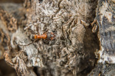 Zayıf kıllı dağ karıncalarının yakın planında Almanya 'da toprak ve küçük taşların üzerinde sürünüyorlar.