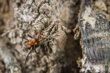 Zayıf kıllı dağ karıncalarının yakın planında Almanya 'da toprak ve küçük taşların üzerinde sürünüyorlar.