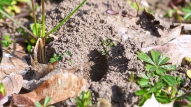 Almanya 'nın Bavyera kentindeki Regensburg şehrinde deliğinde bir kadın kara arısının görüntüsü