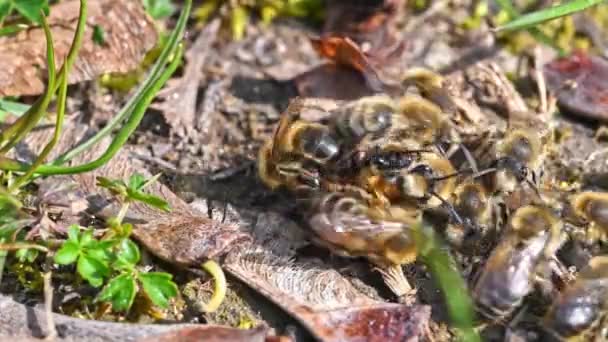 Beelden Van Vrouwelijke Mannelijke Gemalen Bijen Die Paren Grond Stad — Stockvideo