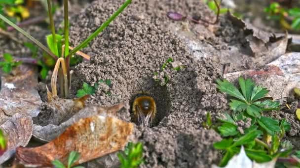 德国巴伐利亚雷根斯堡市 一只雌蜂在地洞里的影像 — 图库视频影像