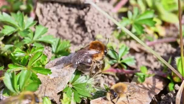 Кадри Жіночих Чоловічих Наземних Бджіл Спаровуються Землі Місті Регенсбург Баварії — стокове відео