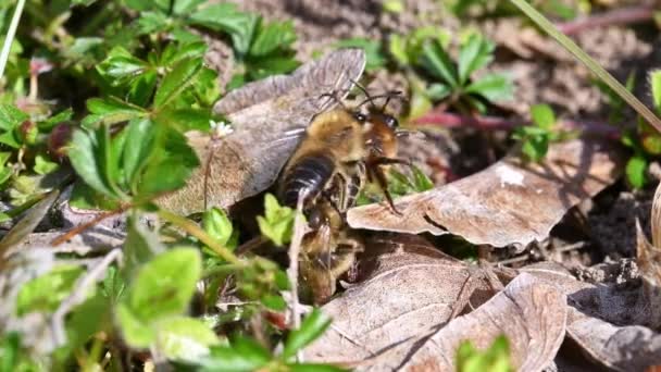 Aufnahmen Von Weiblichen Und Männlichen Bodenbienen Bei Der Paarung Der — Stockvideo