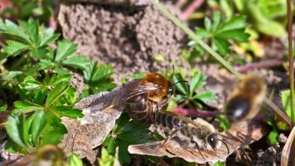 Nagranie Samic Samców Mielonych Pszczół Kryjących Się Ziemi Mieście Regensburg — Wideo stockowe