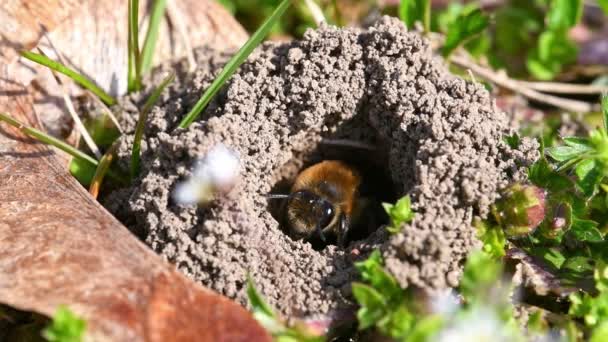 Nagranie Samicy Pszczoły Lądowej Swojej Dziurze Ziemi Mieście Regensburg Bawarii — Wideo stockowe