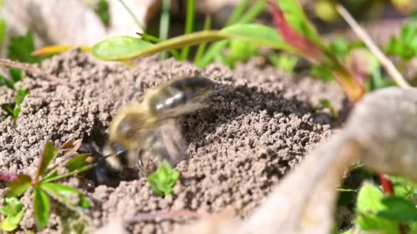 Záběry Ženských Mužských Pozemních Včel Pářících Zemi Městě Regensburg Bavorsku — Stock video