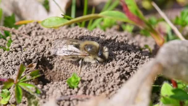 Кадри Жіночих Чоловічих Наземних Бджіл Спаровуються Землі Місті Регенсбург Баварії — стокове відео