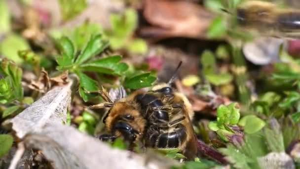 Nagranie Samic Samców Mielonych Pszczół Kryjących Się Ziemi Mieście Regensburg — Wideo stockowe
