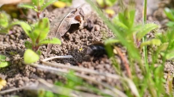 ドイツのバイエルン州レゲンズバーグ市の地面に彼女の穴に女性の地面蜂の映像 — ストック動画