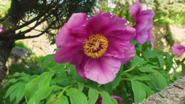 Almanya 'da bir kaya bahçesinde şakayık çiçeğinin görüntüsü