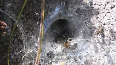 Açı örümceğin Almanya 'daki bir ev duvarındaki görüntüsü
