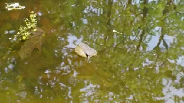 Filmagem Caracol Lama Pontiagudo Água Lago Jardim Alemanha — Vídeo de Stock