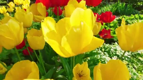 Záběry Barevných Tulipánových Květin Květinové Zahradě Německo — Stock video