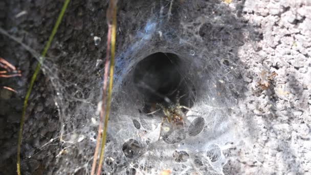 Záběry Pavoučí Pavučiny Pavučině Zdi Domu Německo — Stock video