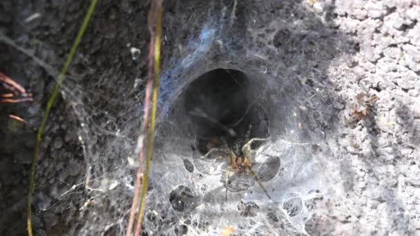 Πλάνα Μιας Αράχνης Αράχνης Στον Ιστό Της Έναν Τοίχο Σπιτιού — Αρχείο Βίντεο