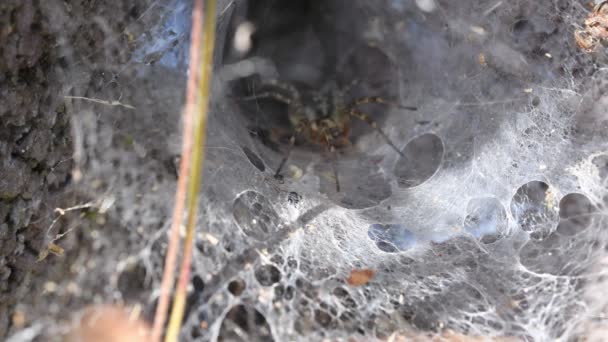 一个角蜘蛛蜘蛛网在其房屋墙上的影像 — 图库视频影像