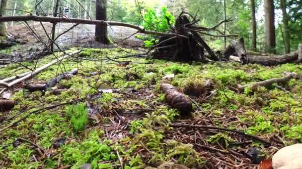 Filmación Primer Plano Hongo Bosque Suelo Musgoso Con Gorra Estilo — Vídeo de stock