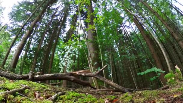 Images Gros Plan Champignon Dans Forêt Sur Sol Mousseux Avec — Video