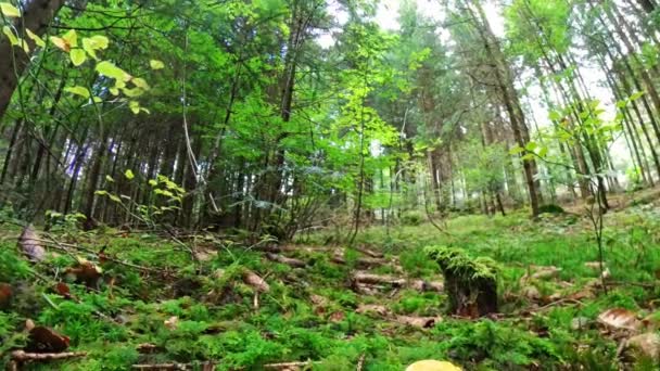 Filmación Primer Plano Hongo Bosque Suelo Musgoso Con Gorra Estilo — Vídeo de stock