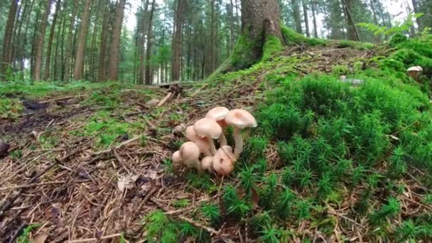 Nagranie Bliska Grzyba Lesie Mechej Ziemi Czapką Stylem Niemcy — Wideo stockowe