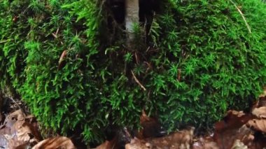 Almanya 'da, yosunlu zeminde, yosunlu bir mantarın yakın plan çekimi.