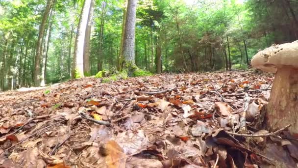Images Gros Plan Champignon Dans Forêt Sur Sol Mousseux Avec — Video