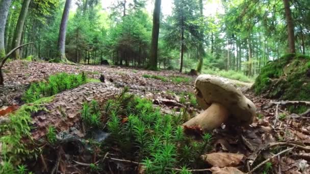 Filmaufnahme Eines Pilzes Wald Auf Bemoostem Boden Mit Mütze Und — Stockvideo