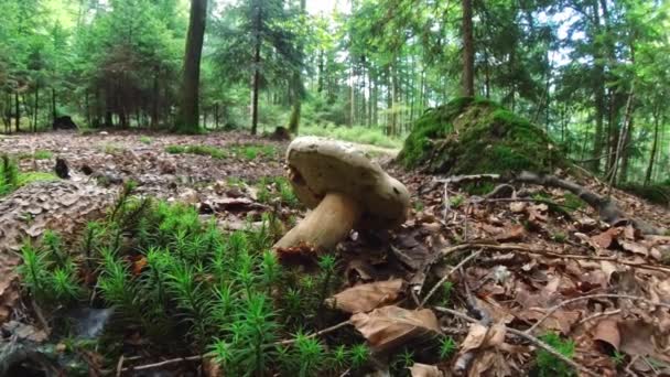Filmato Primo Piano Fungo Nella Foresta Terreno Muschiato Con Tappo — Video Stock